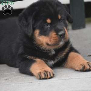 Axel, Rottweiler Mix Puppy